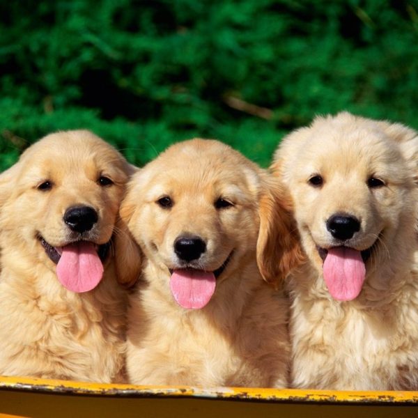 cute_dogs-1024x768-1024x768 (1)