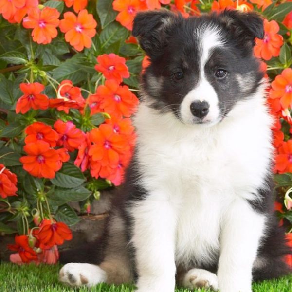shetland_sheepdog_puppy-1440x900-1024x640 (1)